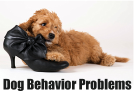 Dog Behavior Problems